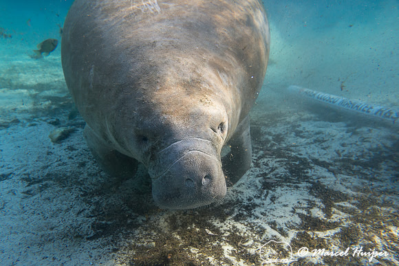 West Indian manatee (Trichechus manatus) at edge of closed resti