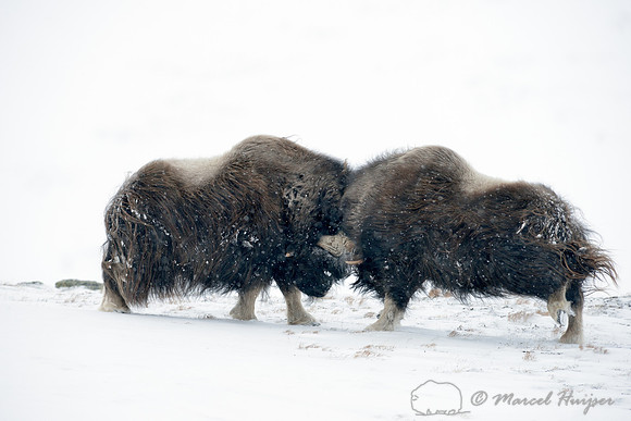 Muskoxen (Ovibos moschatus) sparring, Dovrefjell National Park, Norway