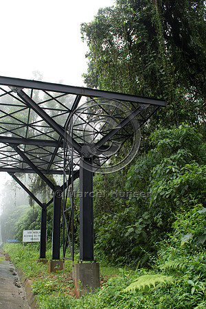 Canopy crossing for arboreal mammals, "park road" (estrada-parqu