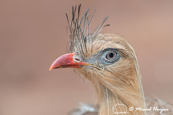 Red-legged seriema  (Cariama cristata), Brazil