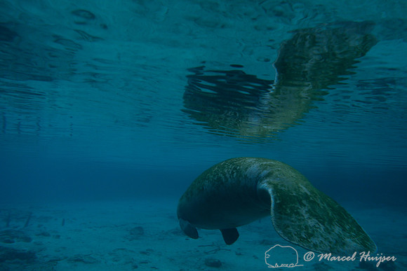 West Indian manatee (Trichechus manatus), Crystal River, Kings Bay, Florida, USA.