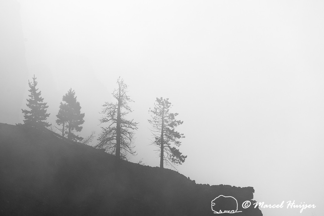 Trees and cliffs in morning fog above Yellowstone River at Tower