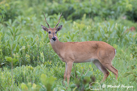 Pampa deer buck (Ozotoceros bezoarticus), Parque Nacional das Em