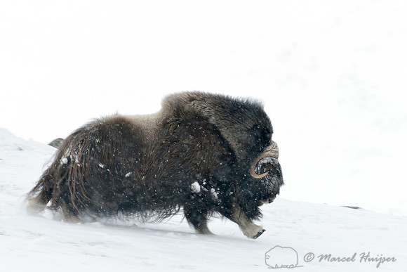 Muskoxen (Ovibos moschatus) in the process of charging another male, Dovrefjell National Park, Norway