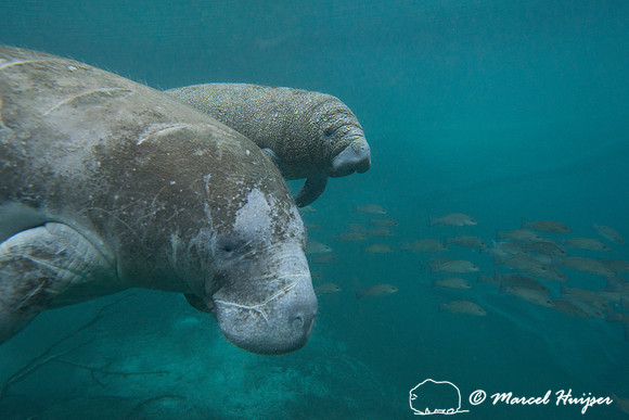 West Indian manatee (Trichechus manatus), Florida, USA