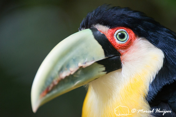 Red-breasted Toucan or Green-billed Toucan (Ramphastos dicolorus