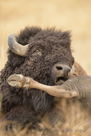 Bison (Bison bison) grooming and taking dust bath, Montana, USA