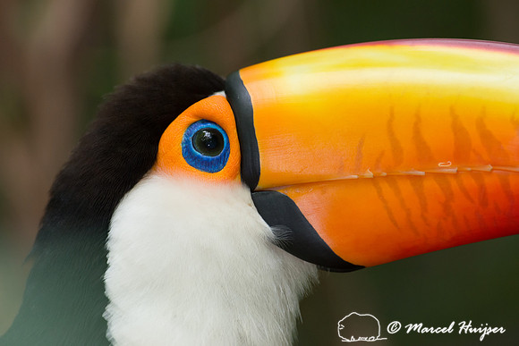 Toco toucan (Ramphastos toco), Brazil