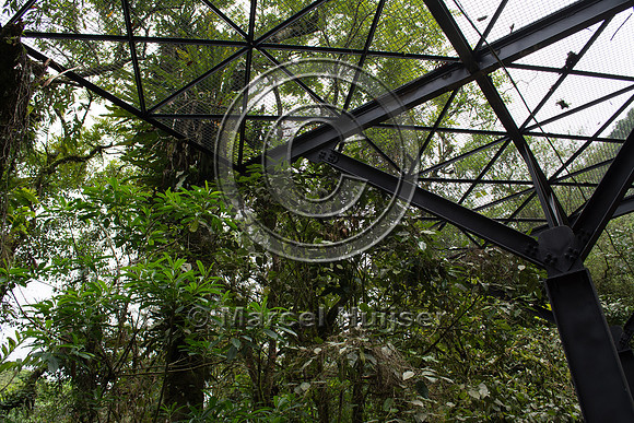 Canopy crossing, "park road" (estrada-parque) Capelinha-Mauá (R