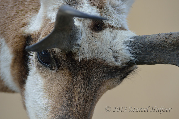 Pronghorn (Antilocapra americana) buck eye, Montana, USA