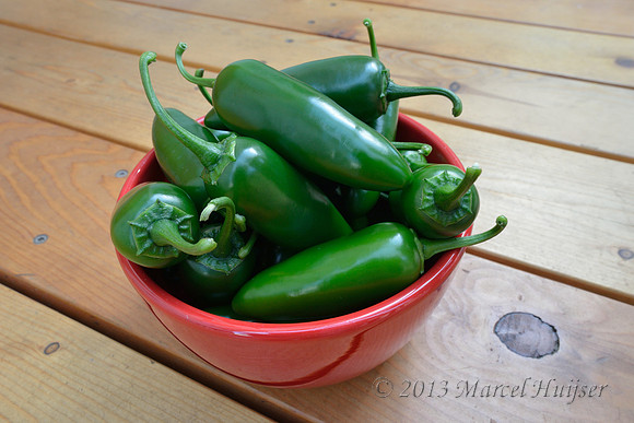 Jalapeño peppers from our greenhouse, Missoula, Montana, USA