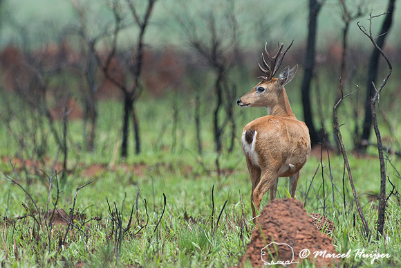 Pampas deer (Ozotoceros bezoarticus), Brazil