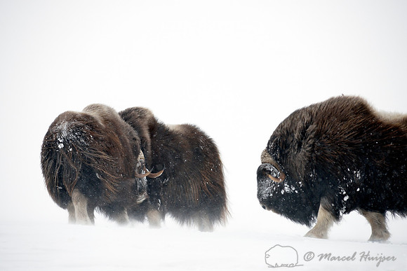 Muskoxen (Ovibos moschatus) sparring, Dovrefjell National Park, Norway
