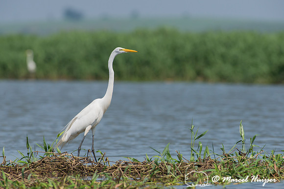 Great egret (Ardea alba), Tanquã, São Paulo, Brazil