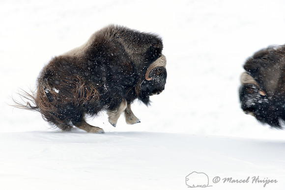 Muskox (Ovibos moschatus) getting ready for impact, Dovrefjell National Park, Norway