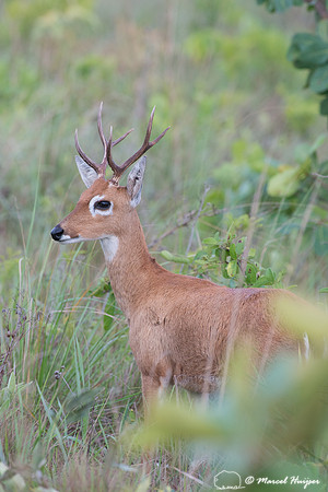 Pampas deer (Ozotoceros bezoarticus), Brazil