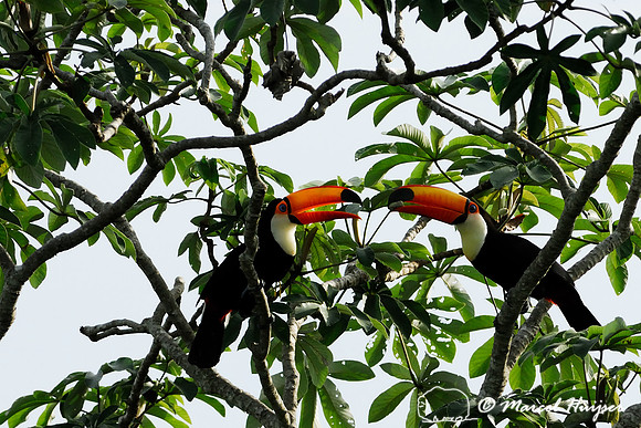 Toco toucan (Ramphastos toco), Pantanal, Mato Grosso, Brazil
