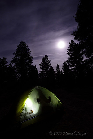 Tent frog, Arizona, USA