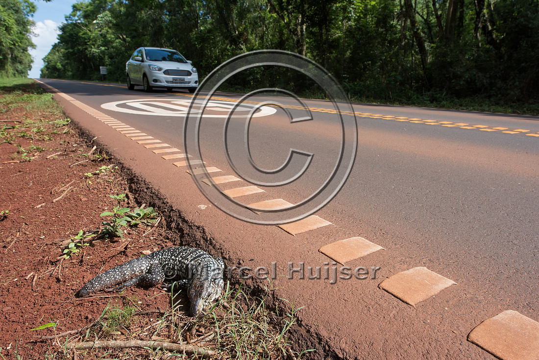 Roadkilled Argentine black and white tegu,Argentina