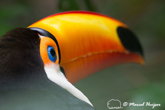 Toco toucan (Ramphastos toco), Brazil