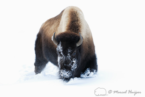 Bison (Bos bison) in the snow, Wyoming, USA