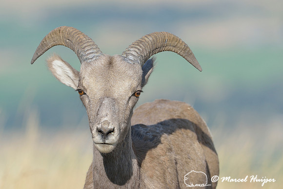 Bighorn sheep (Ovis canadensis) ram, Montana, USA