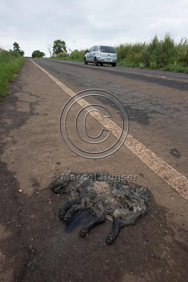 Crab-eating fox (Cerdocyon thous) roadkill, Brazil