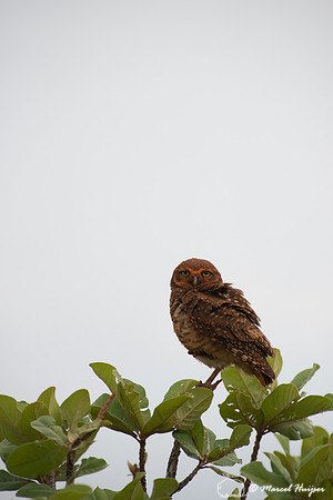 Burrowing owl (Athene cunicularia),  Parque Nacional das Emas, G