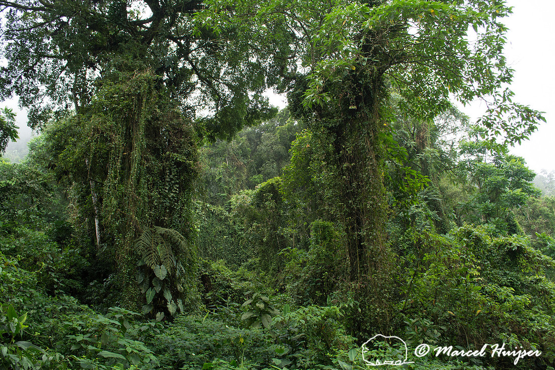 Atlantic forest (Mata Atlântica) along "park road" (estrada-par
