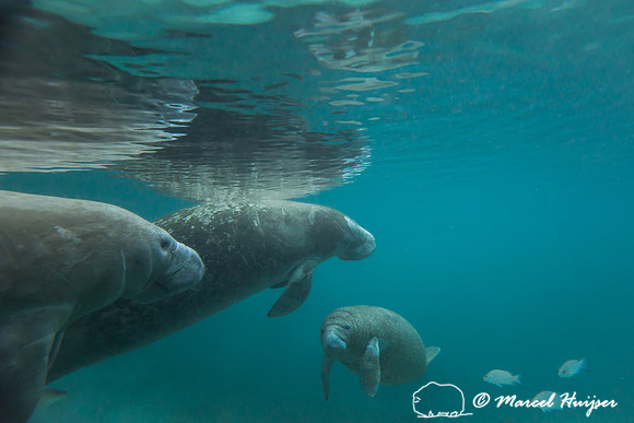 West Indian manatee (Trichechus manatus), Florida, USA