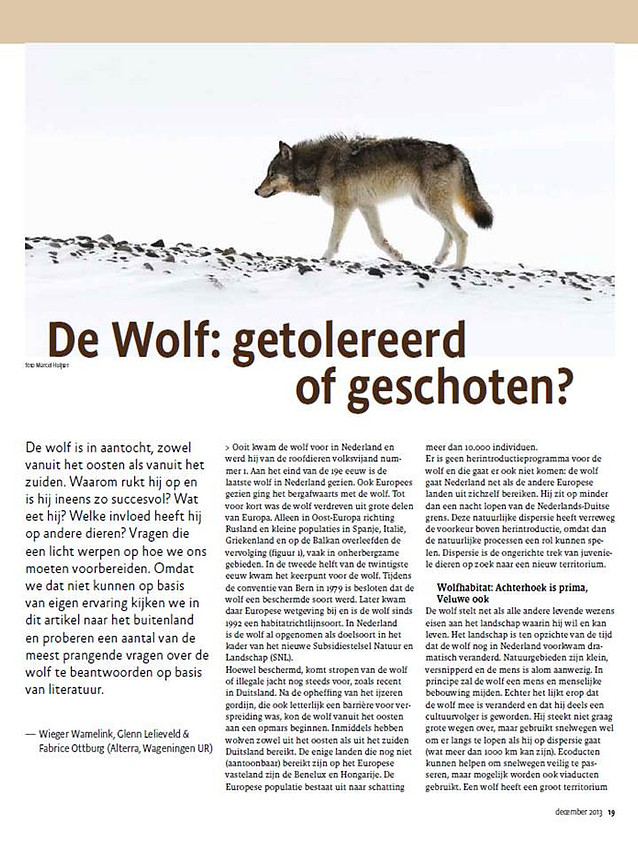 Wolf article with wolf image in Vakblad Natuur Bos Landschap, photo by Marcel Huijser