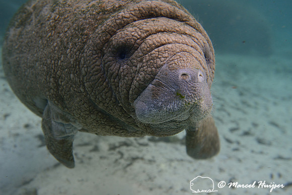 West Indian manatee (Trichechus manatus), Crystal River, Kings Bay, Florida, USA.