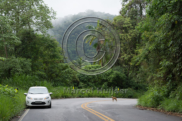 Feral domestic dog on road, "park road" (estrada-parque) Capelin