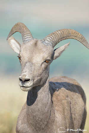 Bighorn sheep (Ovis canadensis) ram, Montana, USA