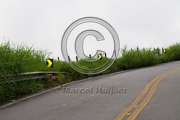 Feral domestic dog on road, "park road" (estrada-parque) Capelin