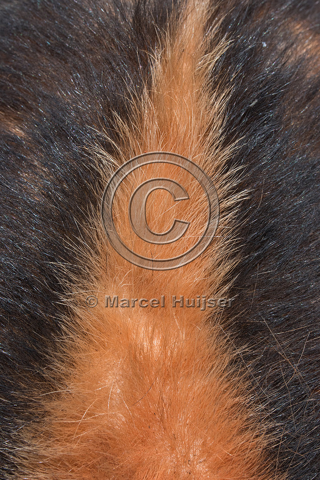 Southern tamandua (Tamandua tetradactyla) roadkill, Minas Gerais