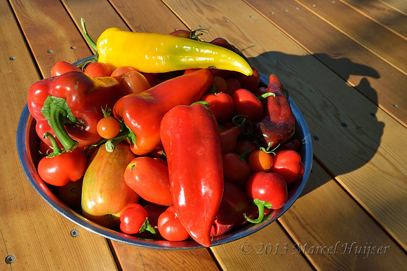 Red peppers and tomatoes from our garden, Montana, USA