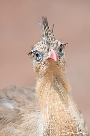 Red-legged seriema  (Cariama cristata), Brazil