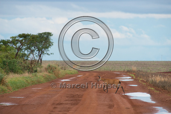 Marsh deer (Blastocerus dichotomus) crossing dirt road, Brazil