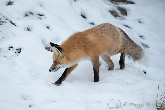 Red fox (Vulpes vulpes) in snow, Wyoming, USA