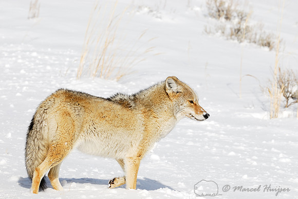 Coyote (Canis latrans) in the snow, Wyoming, USA