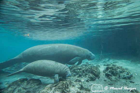 West Indian manatee (Trichechus manatus), Florida, USA