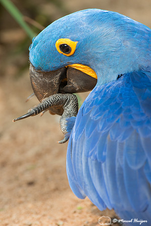 Hyacinth macaw (Anodorhynchus hyacinthinus), Brazil