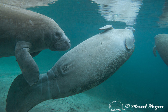 West Indian manatee (Trichechus manatus), Florida, USA