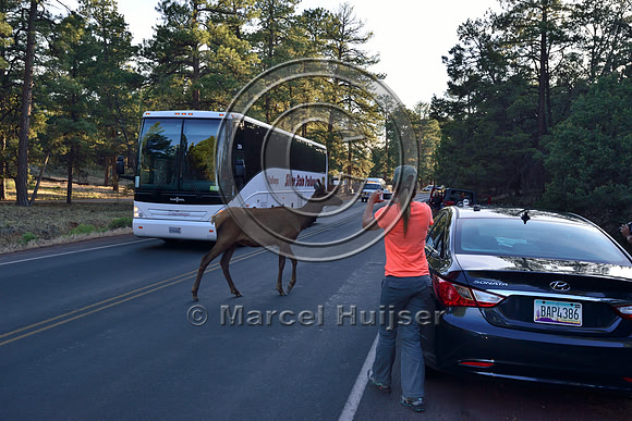Person photographs road crossing elk (Cervus canadensis), Arizona, USA