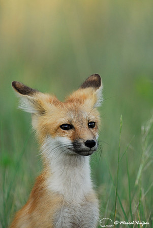 Red fox (Vulpes vulpes) kits playing, Montana, USA