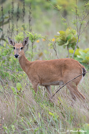 Pampa deer (Ozotoceros bezoarticus), Parque Nacional das Emas, G