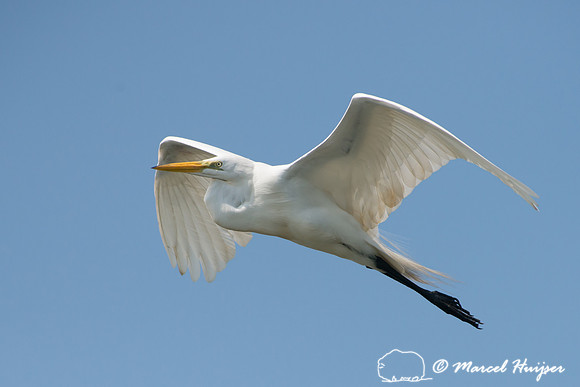 Great egret (Ardea alba), Tanquã, São Paulo, Brazil