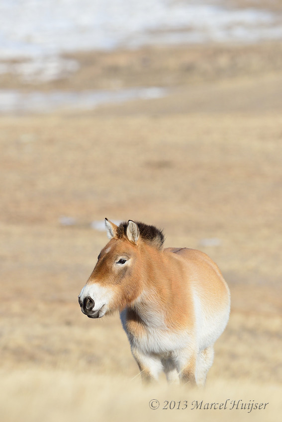 Asian wildlife: Takhi or Przewalski