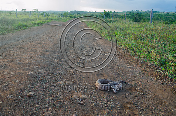 Boa constrictor  (Boa constrictor) on dirt road, Brazil
